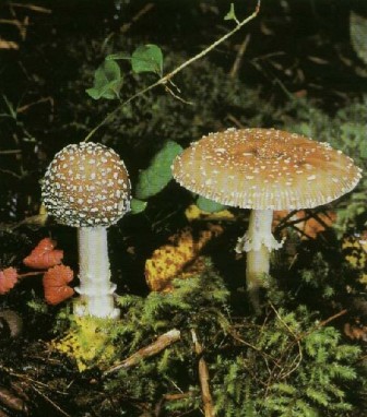    - Amanita pantherina